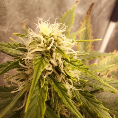 Cindy99 growlog timeline photo