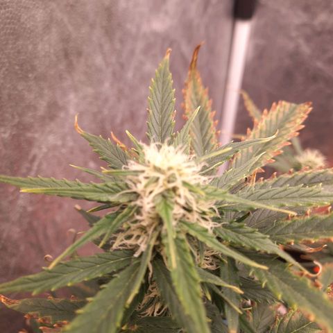 Cindy99 growlog timeline photo