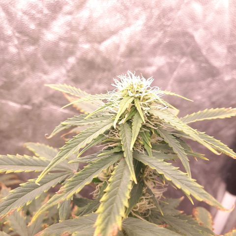 Cindy99 growlog timeline photo