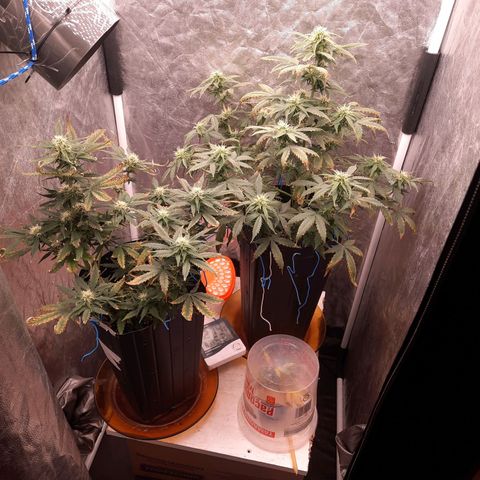 Cindy99 growlog timeline photo