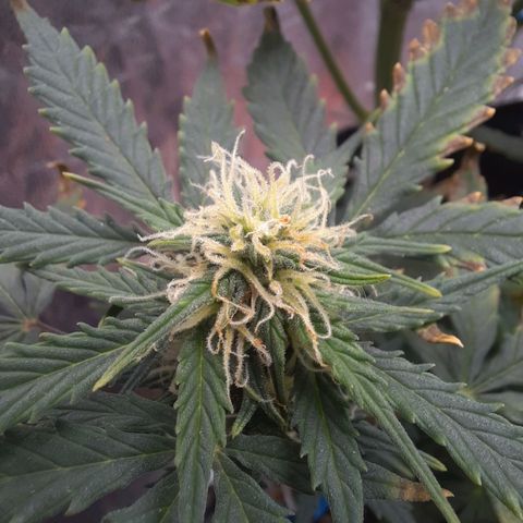 Cindy99 growlog timeline photo