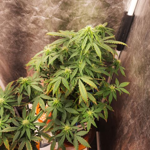 Cindy99 growlog timeline photo