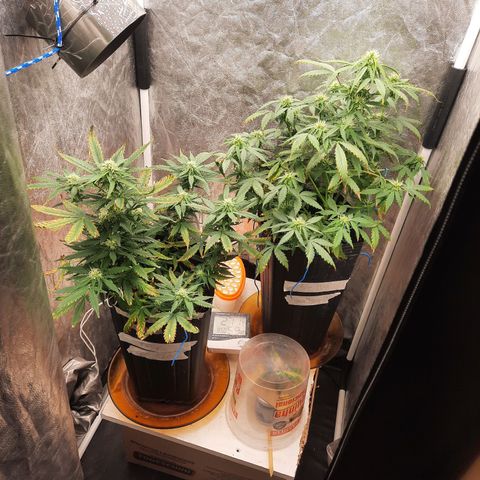 Cindy99 growlog timeline photo