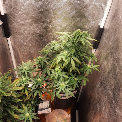 Cindy99 growlog timeline photo