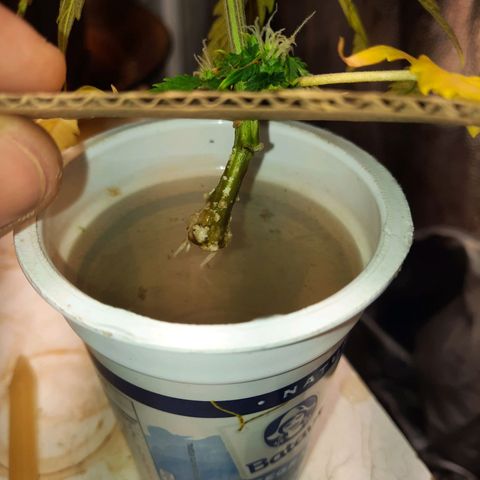 Cindy99 growlog timeline photo
