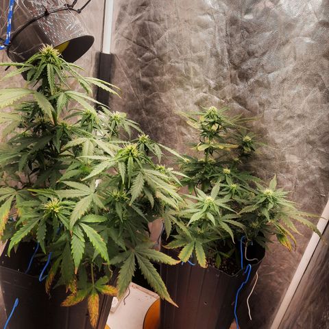 Cindy99 growlog timeline photo