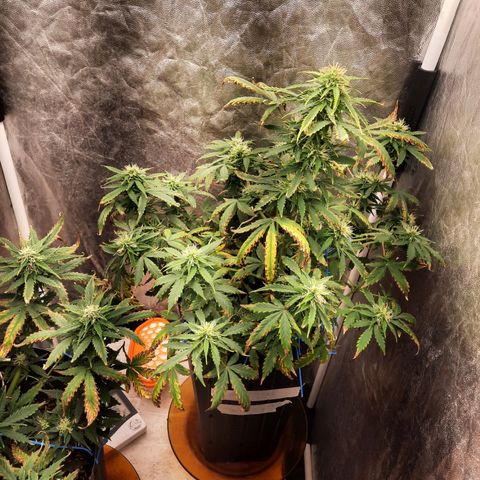 Cindy99 growlog timeline photo