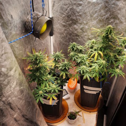 Cindy99 growlog timeline photo