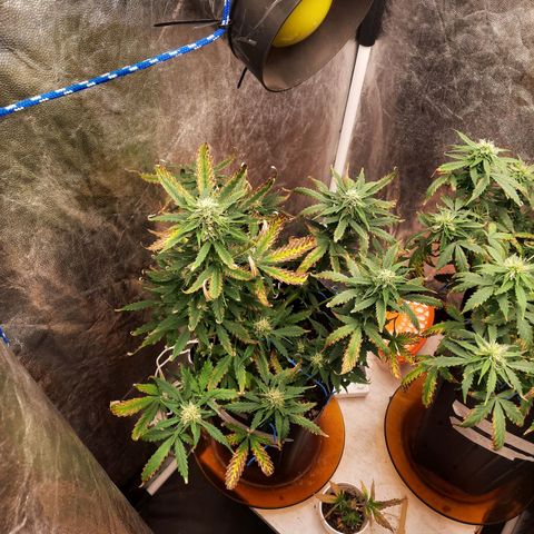 Cindy99 growlog timeline photo