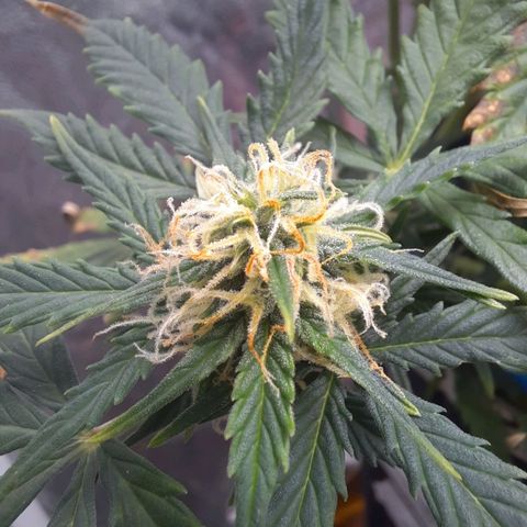 Cindy99 growlog timeline photo
