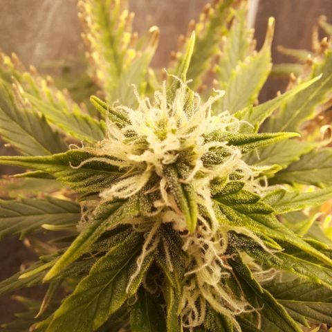 Cindy99 growlog timeline photo