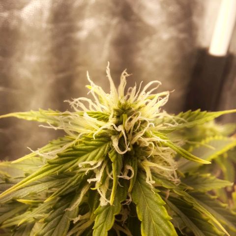Cindy99 growlog timeline photo