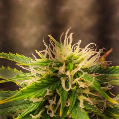 Cindy99 growlog timeline photo