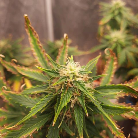 Cindy99 growlog timeline photo