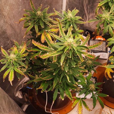 Cindy99 growlog timeline photo