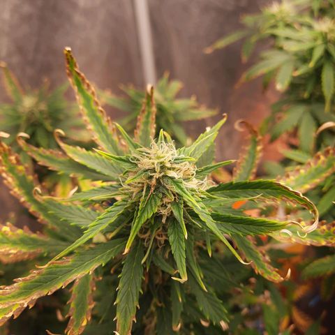 Cindy99 growlog timeline photo
