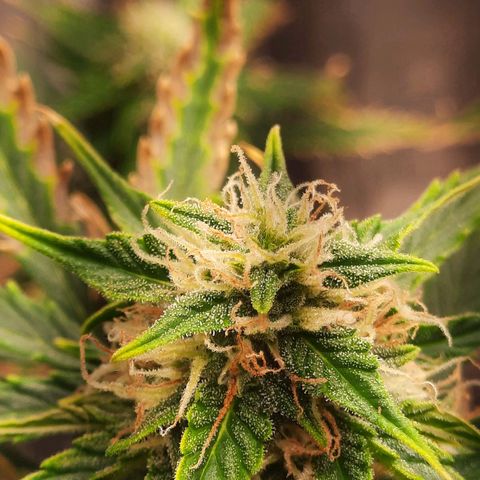 Cindy99 growlog timeline photo