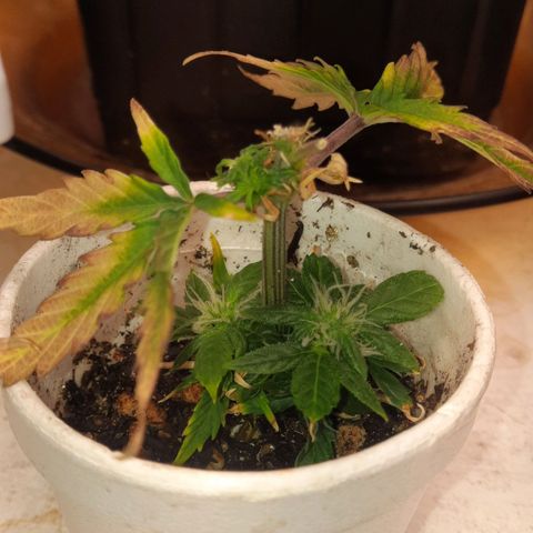Cindy99 growlog timeline photo