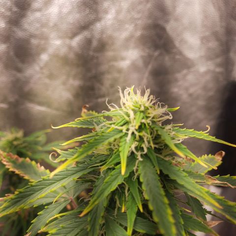 Cindy99 growlog timeline photo