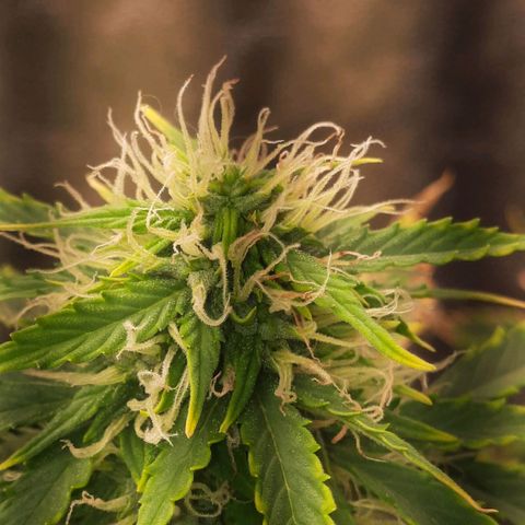 Cindy99 growlog timeline photo