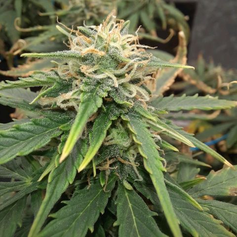 Cindy99 growlog timeline photo