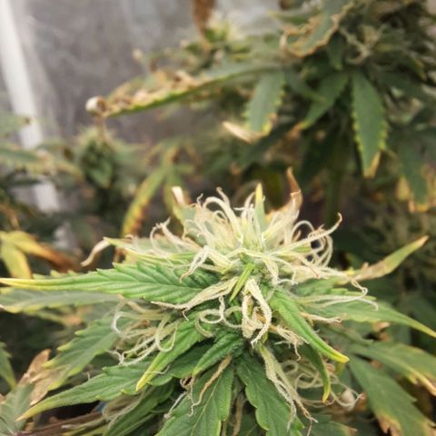 Cindy99 growlog timeline photo