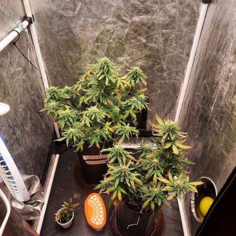 Cindy99 growlog timeline photo