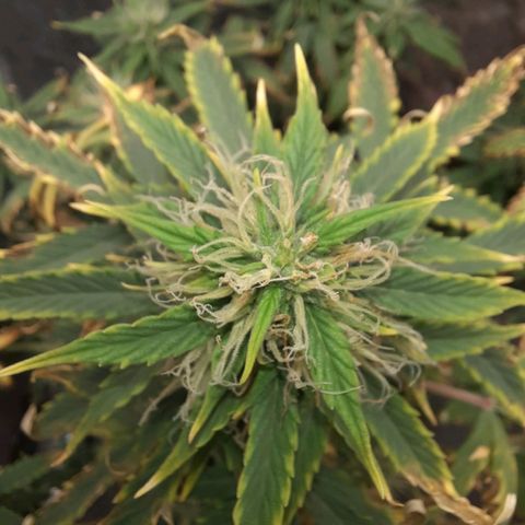 Cindy99 growlog timeline photo