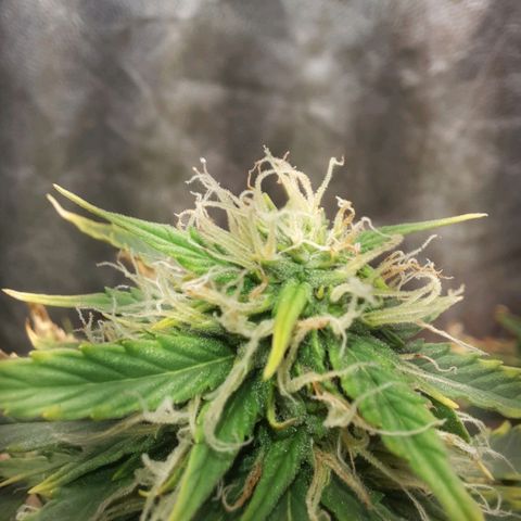 Cindy99 growlog timeline photo