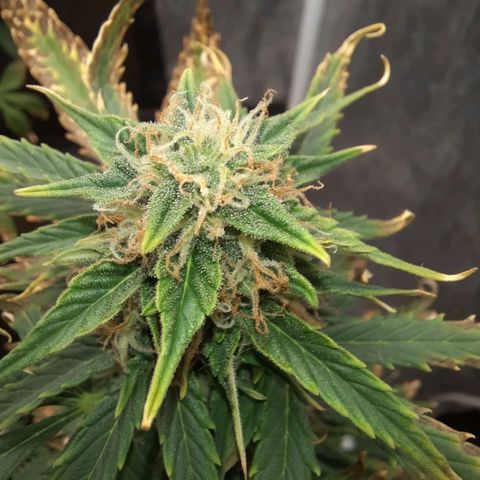 Cindy99 growlog timeline photo
