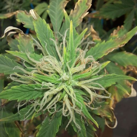 Cindy99 growlog timeline photo
