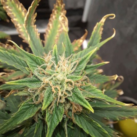 Cindy99 growlog timeline photo