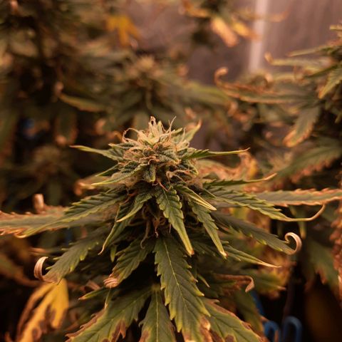 Cindy99 growlog timeline photo