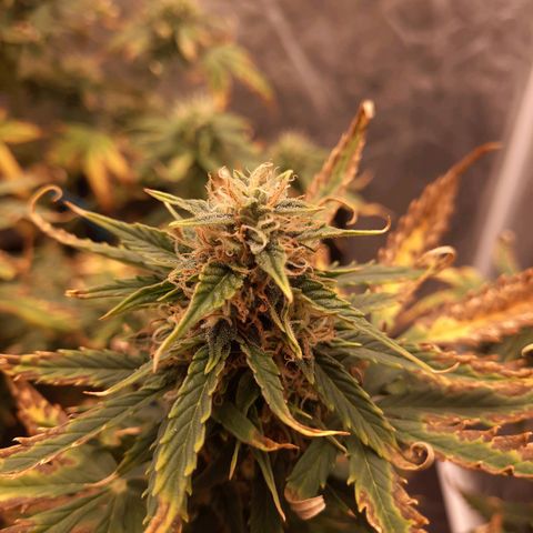 Cindy99 growlog timeline photo