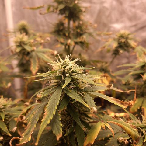 Cindy99 growlog timeline photo