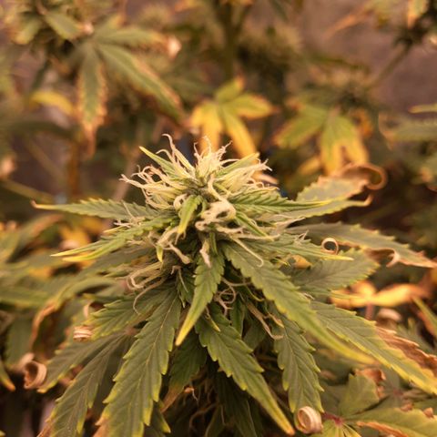 Cindy99 growlog timeline photo