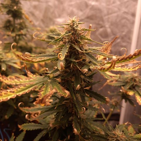 Cindy99 growlog timeline photo
