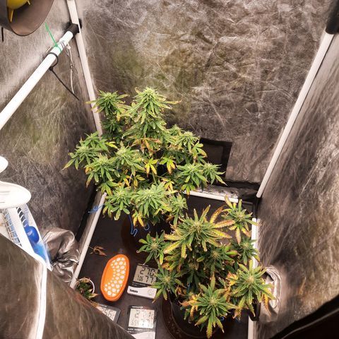 Cindy99 growlog timeline photo