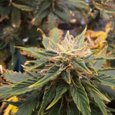 Cindy99 growlog timeline photo