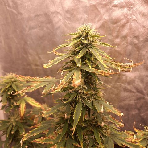 Cindy99 growlog timeline photo