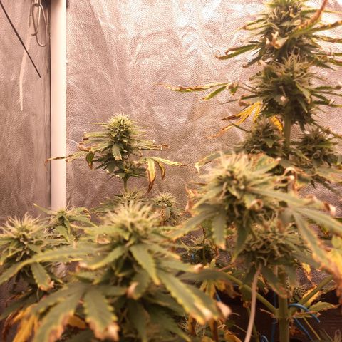 Cindy99 growlog timeline photo