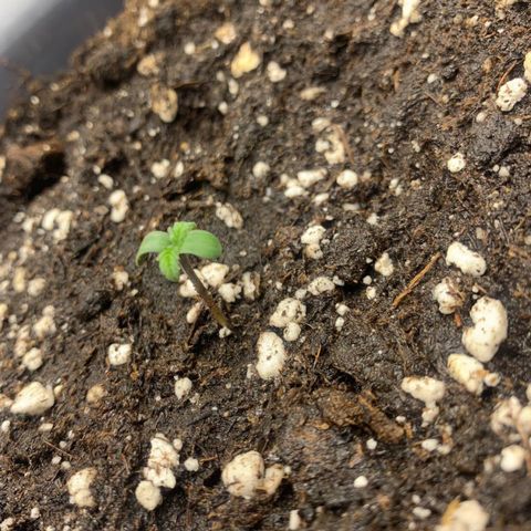 GanjaRiri x Choco growlog timeline photo