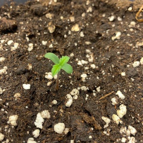 GanjaRiri x Choco growlog timeline photo