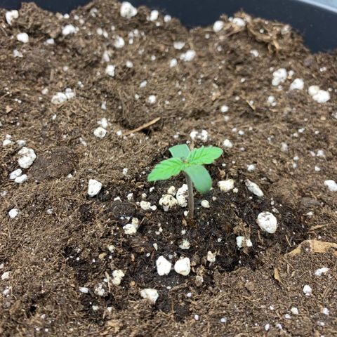 GanjaRiri x Choco growlog timeline photo