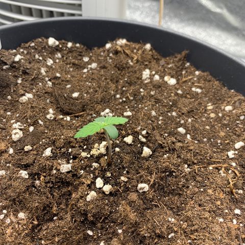 GanjaRiri x Choco growlog timeline photo
