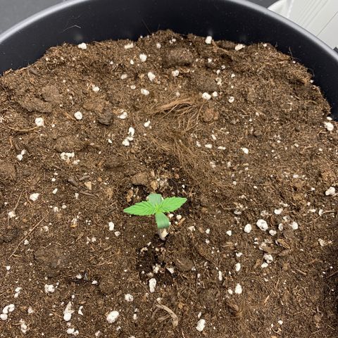 GanjaRiri x Choco growlog timeline photo