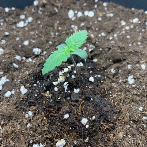 GanjaRiri x Choco growlog timeline photo