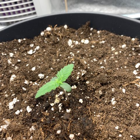 GanjaRiri x Choco growlog timeline photo