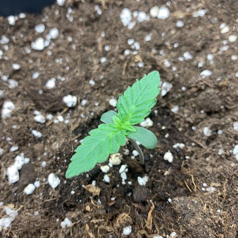 GanjaRiri x Choco growlog timeline photo