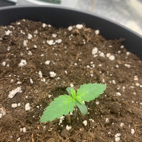 GanjaRiri x Choco growlog timeline photo